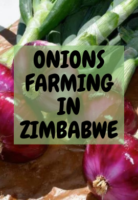 Golden Bulbs: The Blooming Story of Onion Production in Zimbabwe.